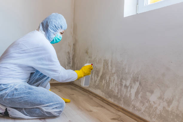 Licensed Basement Mold Remediation service in Bunn, NC - 24 Hour Mold Removal